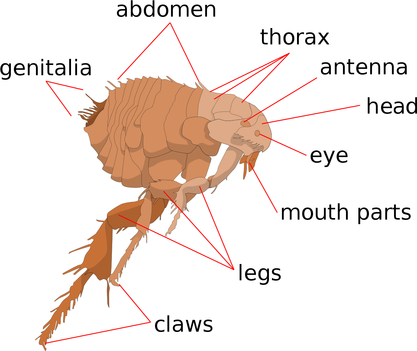 Open - Flea Anatomy (2000x1498), Png Download