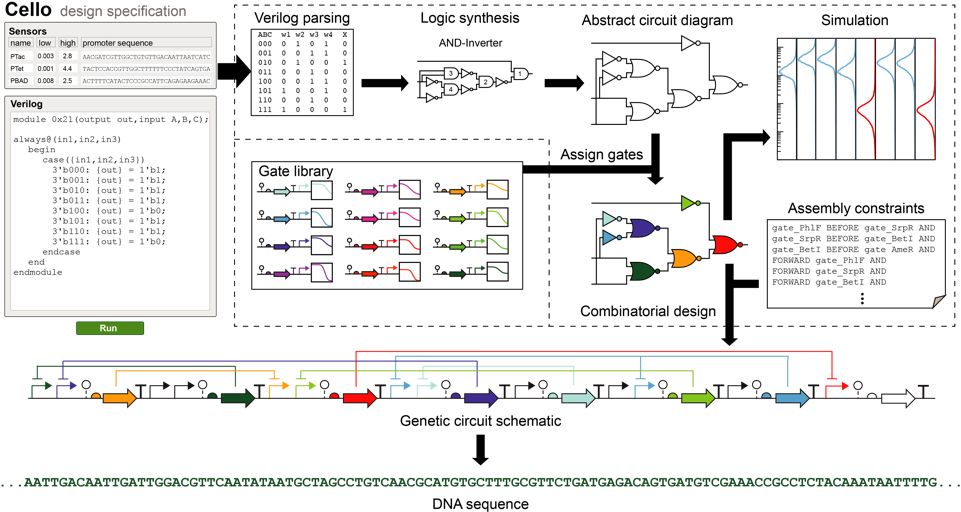 Overview Of The Original Cello Platform [7] - Genetic Circuits Cello (975x530), Png Download