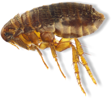 We Apply Flea And Tick Control 3 Times Per Year, Late - Flea (484x478), Png Download