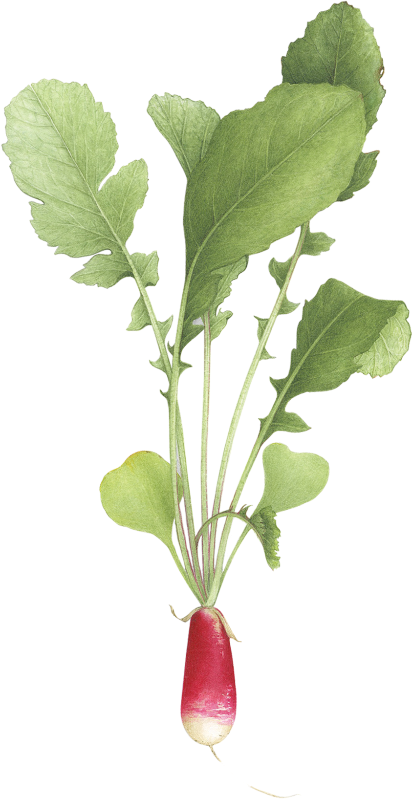 Sparkler Radish - Tattly (2048x2048), Png Download