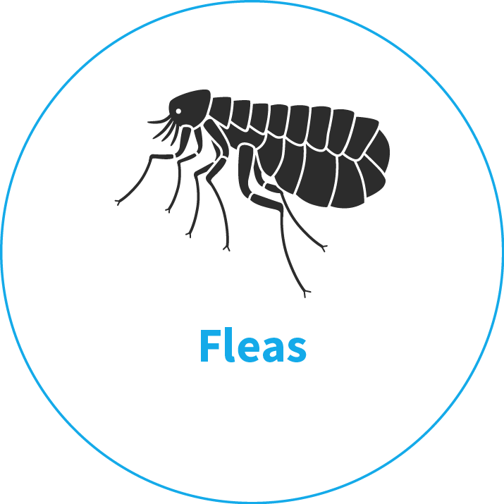 Pest Control Service For Flea Removal And Control Norfolk - Vector Graphics (715x715), Png Download