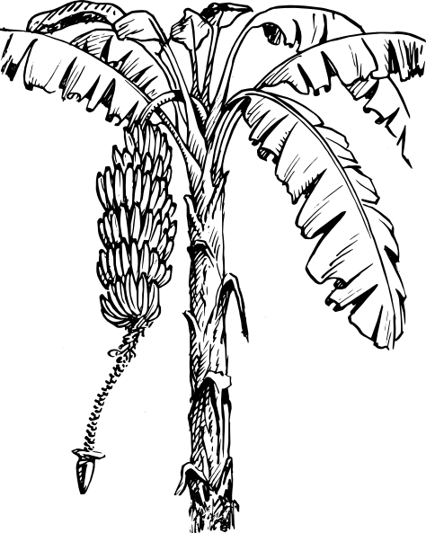 Banana Images At Getdrawings Com Free For - Banana Plant Black And White (474x593), Png Download