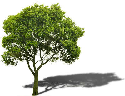 We Created The Trade A Tree Program To Allow Anyone - Imagenes De Arboles Png (400x308), Png Download