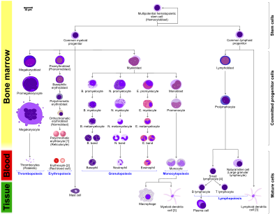 More Detailed And Comprehensive Diagram That Shows - Hematopoiesis In Humans (400x311), Png Download