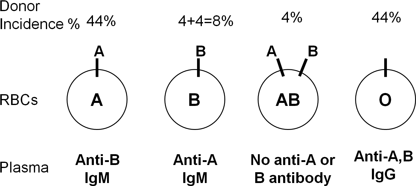 Abo Group Antigens And Isohemagglutinins In Corresponding - Diagram (1443x655), Png Download
