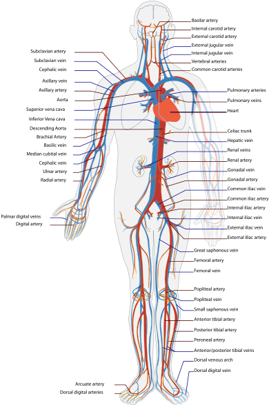 This Illustration Of The Circulatory System Shows Where - Blood Vessels And Heart Diagram (423x599), Png Download
