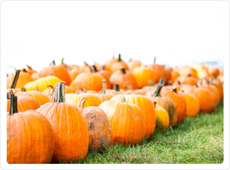 Pumpkins 1 - Pumpkin (800x600), Png Download