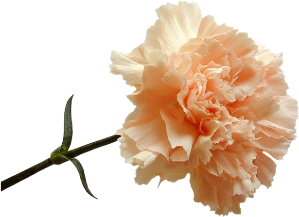 Florais - Peach Carnation (621x462), Png Download