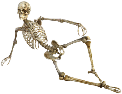 Adult Content Safesearch Skeleton Bones Anatomy Human - Skeleton Transparent (680x340), Png Download