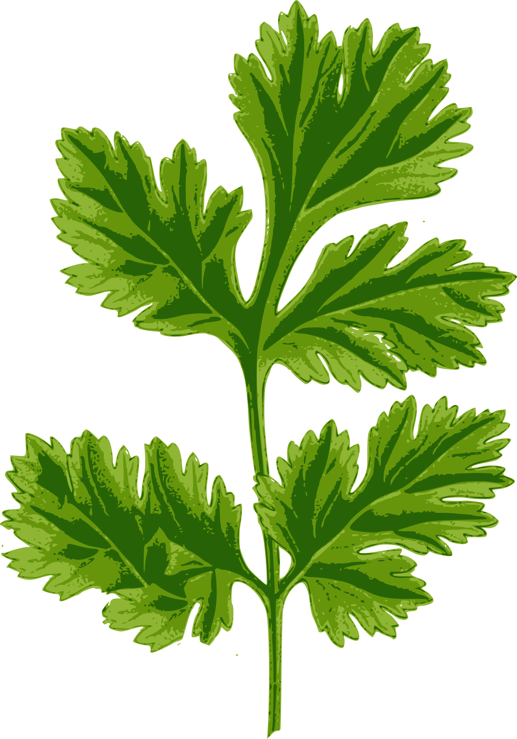 Big Image - Coriander Leaf (1678x2400), Png Download
