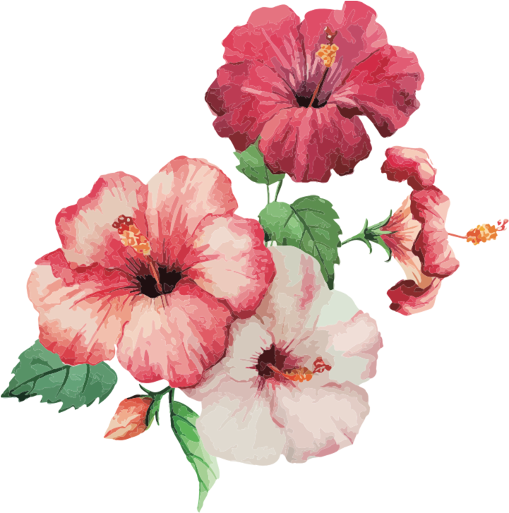 Hibiscus Painting (720x742), Png Download