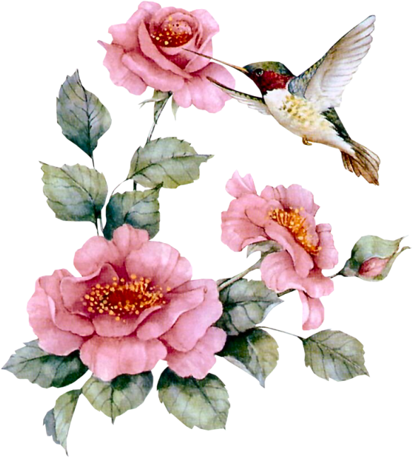 Pássaros Em Imagens Png - Hummingbird With Pink Roses Necklace ,bird Gifts (584x648), Png Download