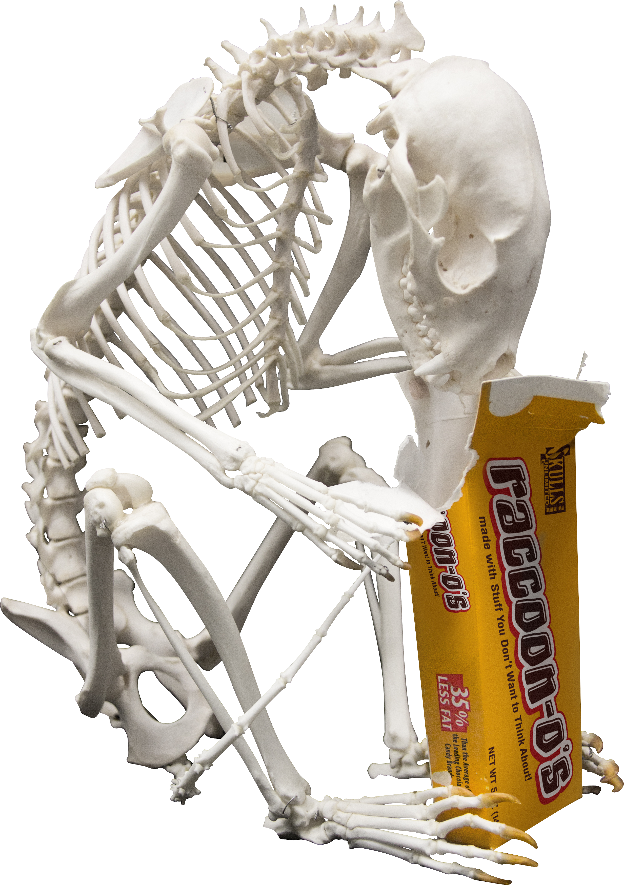 Jpeg - Png - Skull (2465x3497), Png Download