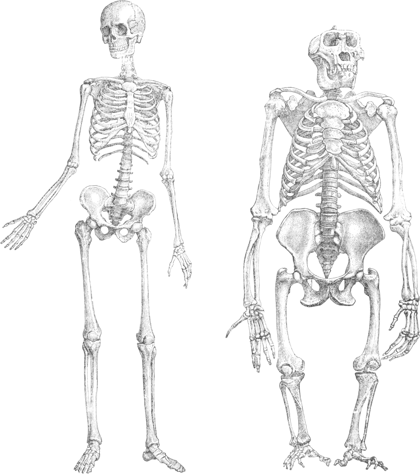 Primatenskelett Drawing Transparent - Ape And Human Skeleton (1466x1636), Png Download