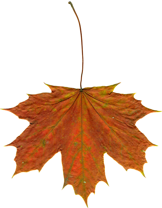 Free Photo Leaves Autumn Clipart Image On Pixabay Png - Liście Jesienne (561x720), Png Download
