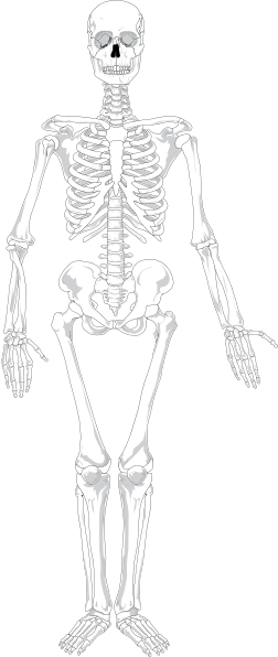Human Skeleton Clip Art At - Axial Skeleton X Ray (252x596), Png Download