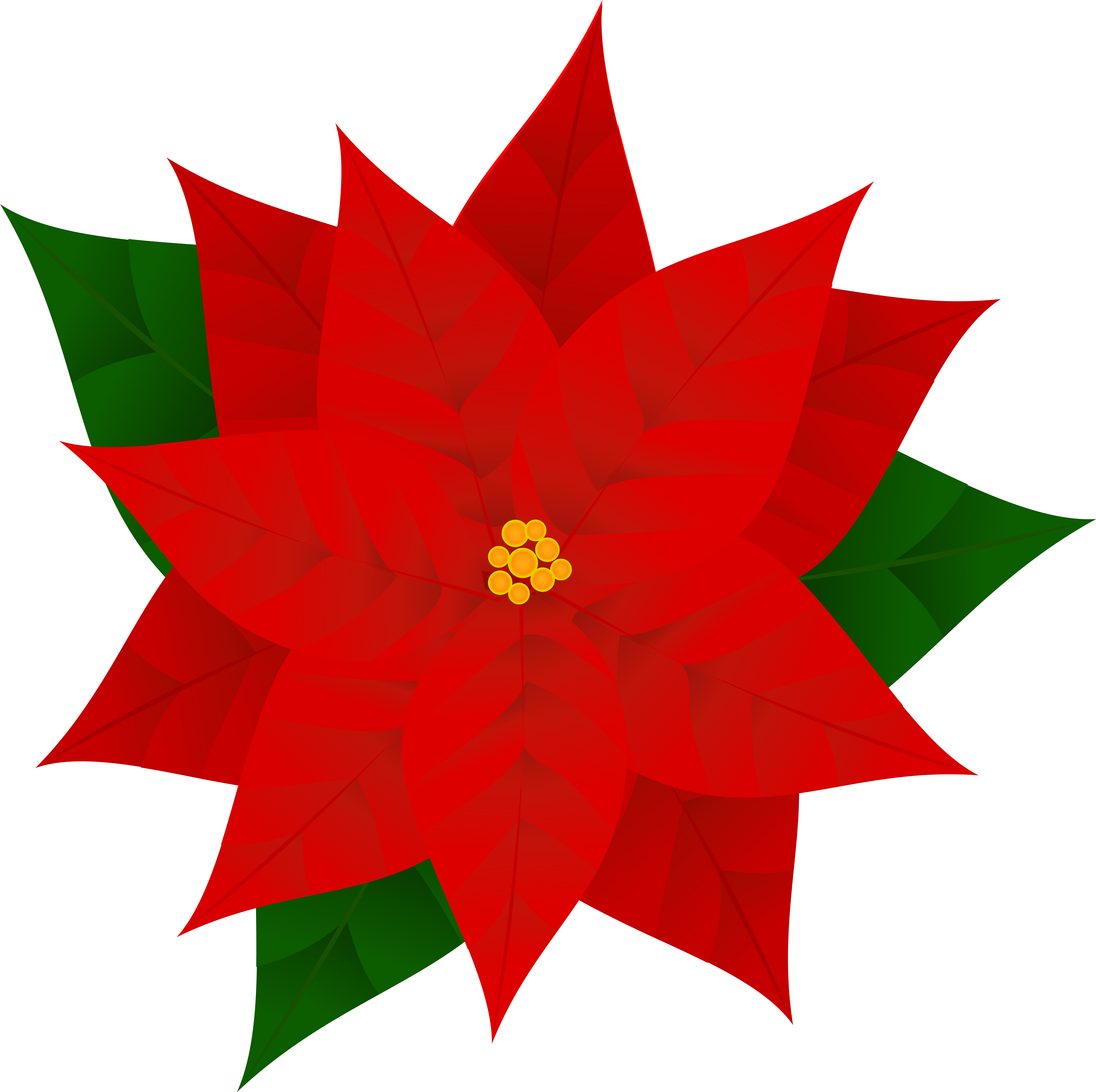 Poinsettia Plants, Phytochemicals, Poinsettia, Red - Poinsettia Clipart (6032x6019), Png Download