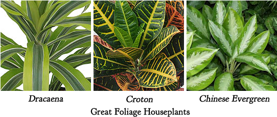 Group Houseplant Arrangement Edited-1 - Foliage House Plant (780x234), Png Download