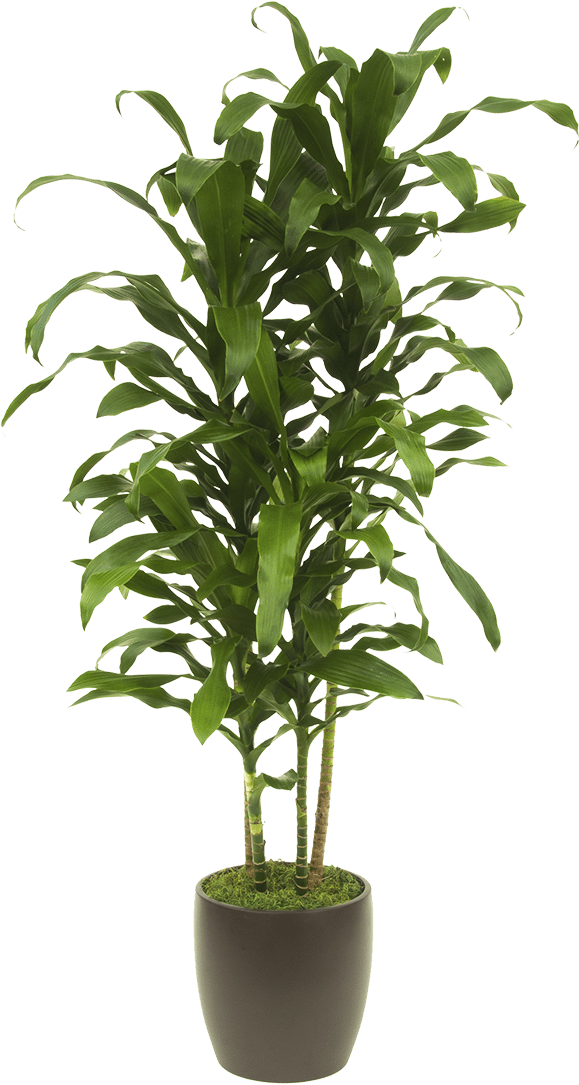 Michiko - Bambou En Pot Intérieur (768x1092), Png Download