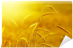 Yellow Grain At Sunset With Lens Flare Wall Mural • - Gold (400x400), Png Download