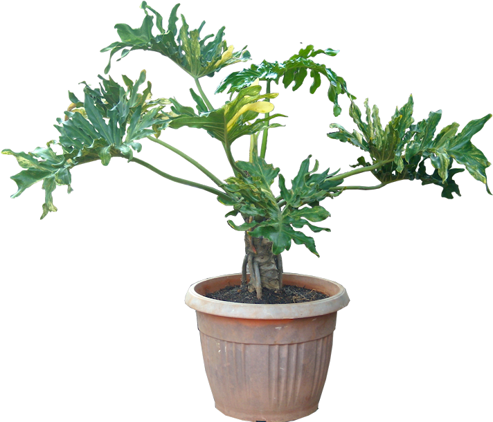 Reduce Indoor Pollution & Stress At Home And The Office - Transparent Background Plants Transparent (732x644), Png Download