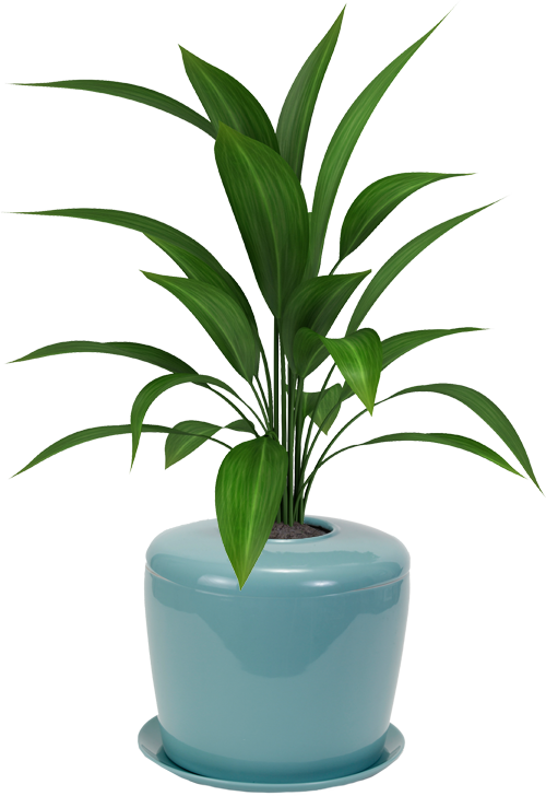 Bonsai Urn Ceramic Cremation Urn For A Bonsai Tree - Plant With White Background (500x728), Png Download