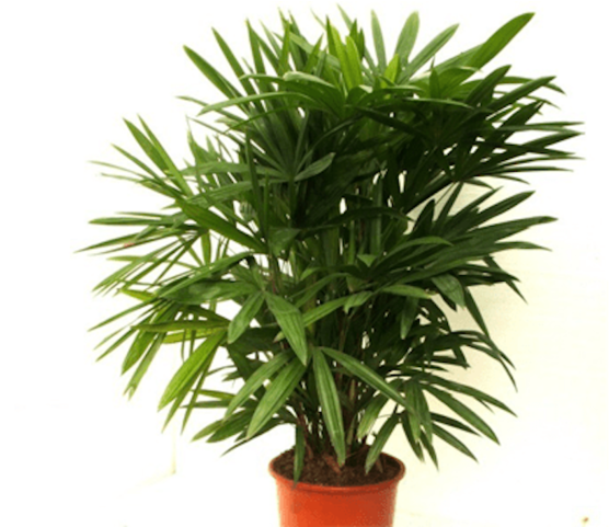 Lady Palm In House Plant - Lady Palm Plant (730x350), Png Download