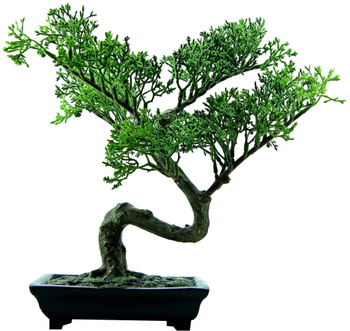 Download Bonsai Tree Png Image - Bonsai Png (500x469), Png Download