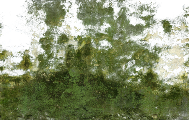 Dirty Decals - Leaf Texture High Resolution (640x408), Png Download
