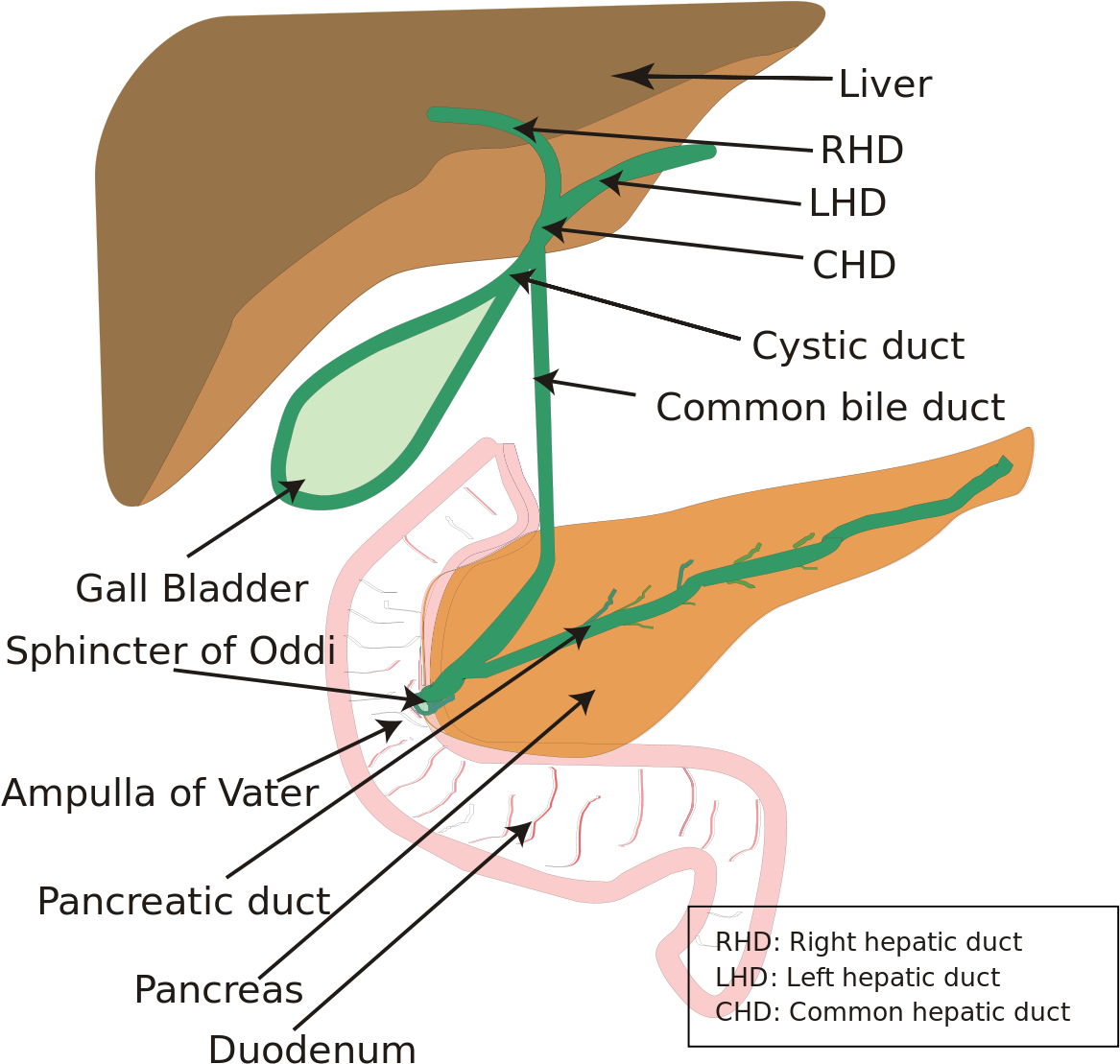 Biliary System (1200x1116), Png Download