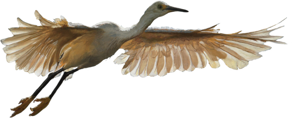 Daybreak-egret - Sandhill Crane (1000x407), Png Download