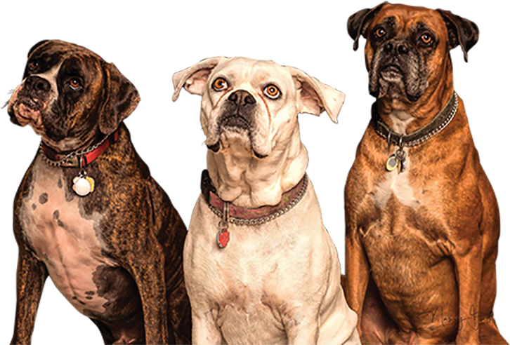 Dogs (800x534), Png Download