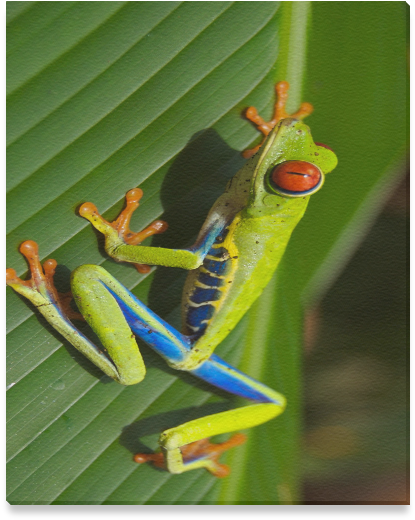 Red-eyed Tree Frog (800x800), Png Download
