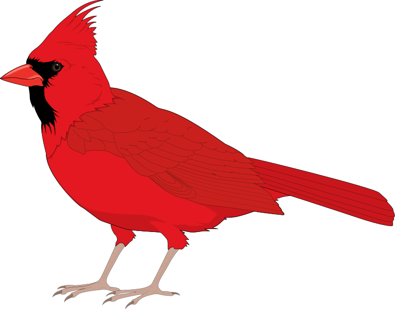 Cute Flying Sitting Free Birds Design Clip - Clip Art Red Cardinal (800x626), Png Download
