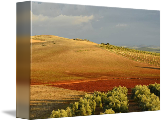 "evening Fields" By Marek Stepan, Malaga Spain - Painting (650x486), Png Download