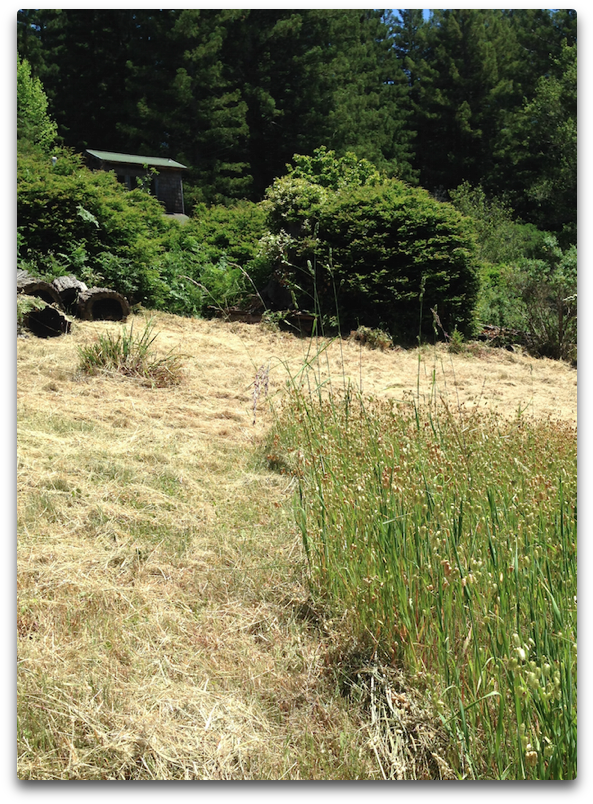 Cut Grass Albedo - Grass (616x843), Png Download