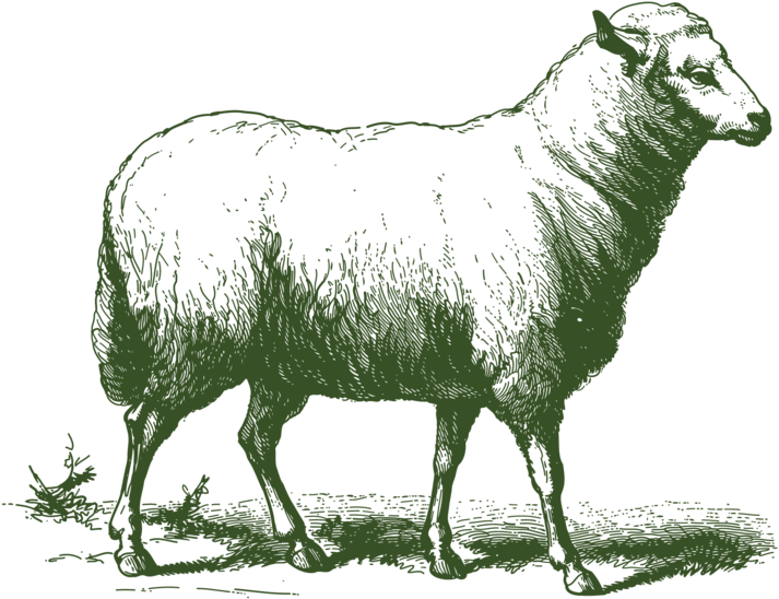 Grass Fed Lamb - Vintage Sheep Drawing (1000x1000), Png Download
