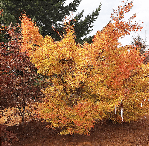 Deciduous Trees - American Larch (650x488), Png Download