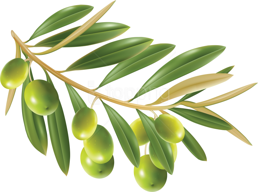 Free Png Olives Png Images Transparent - Olive Png (850x633), Png Download