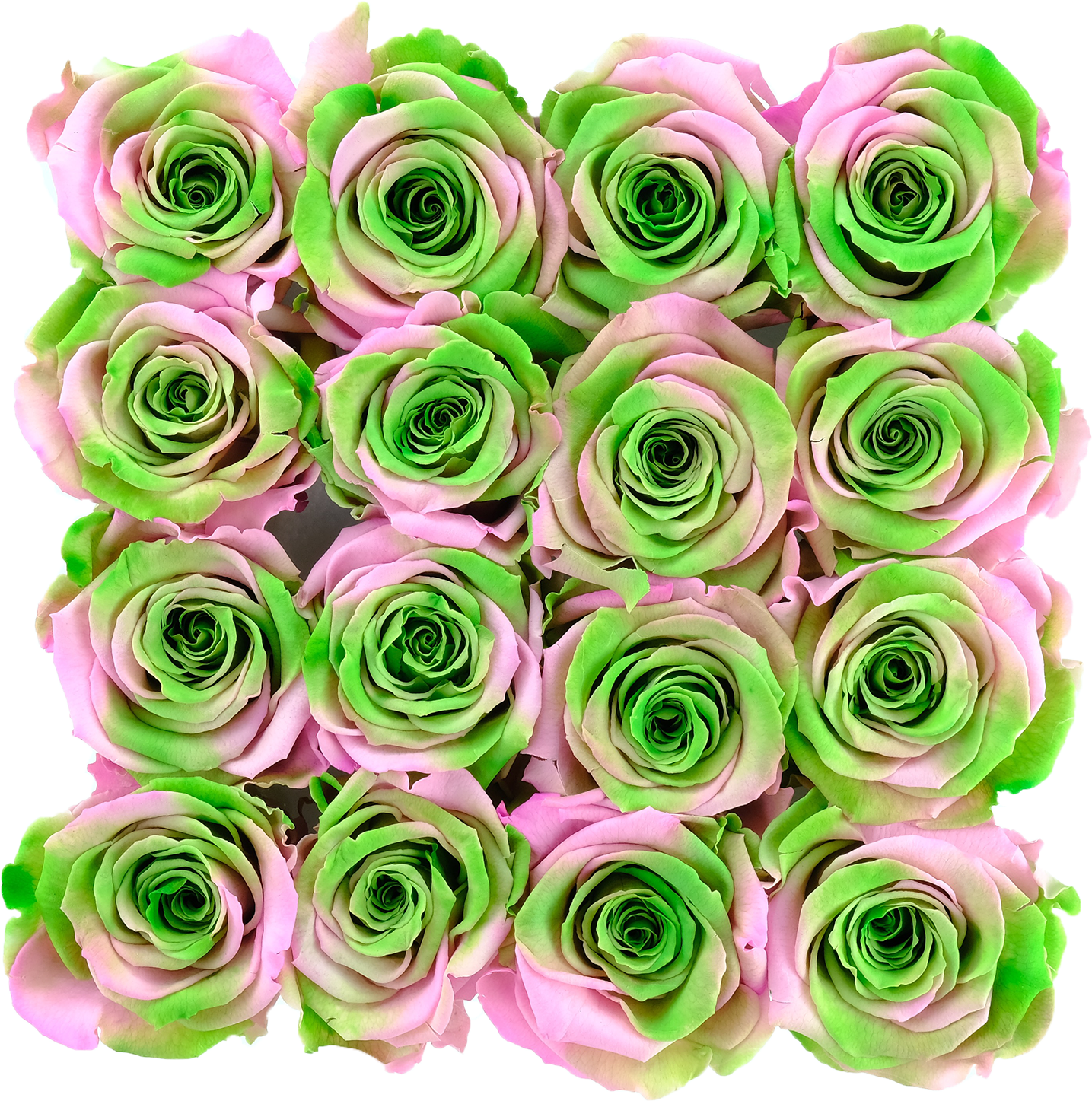 Pink And Green Preserved Roses - Garden Roses (2048x2048), Png Download