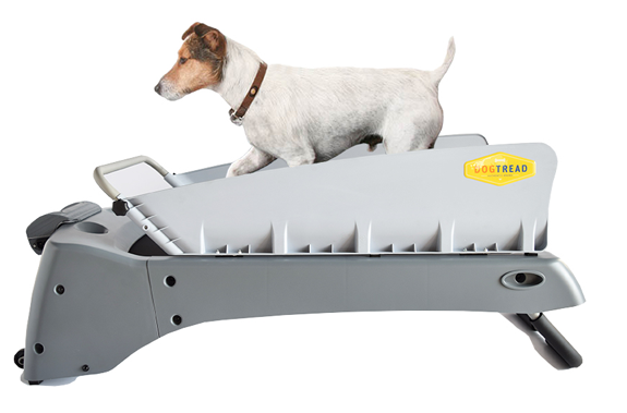 Dogtreadsideview New Small - Parson Russell Terrier (873x575), Png Download
