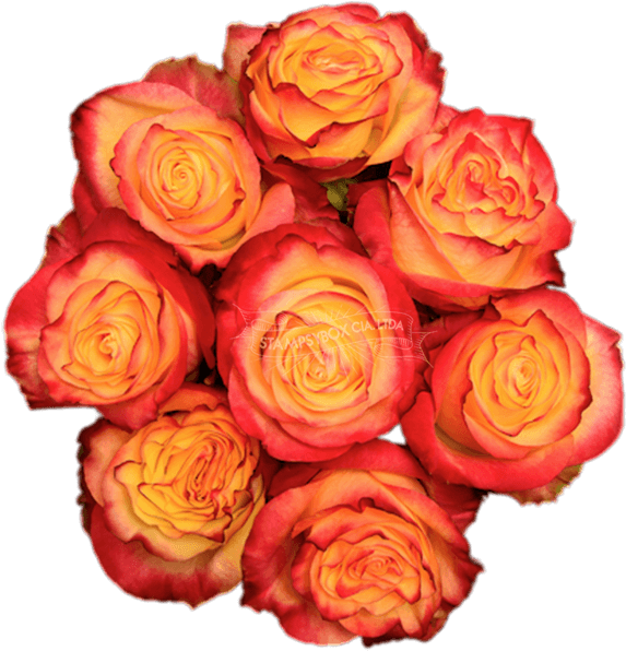 News Flash - Floribunda (600x600), Png Download