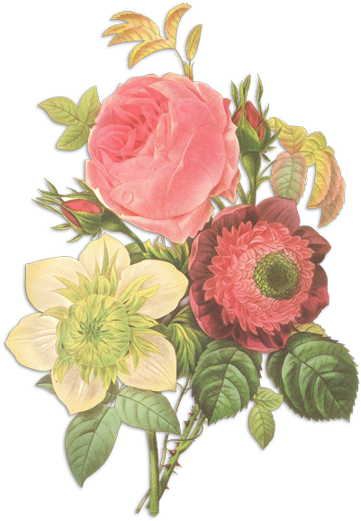 More - Floral Illustration Vintage (520x702), Png Download