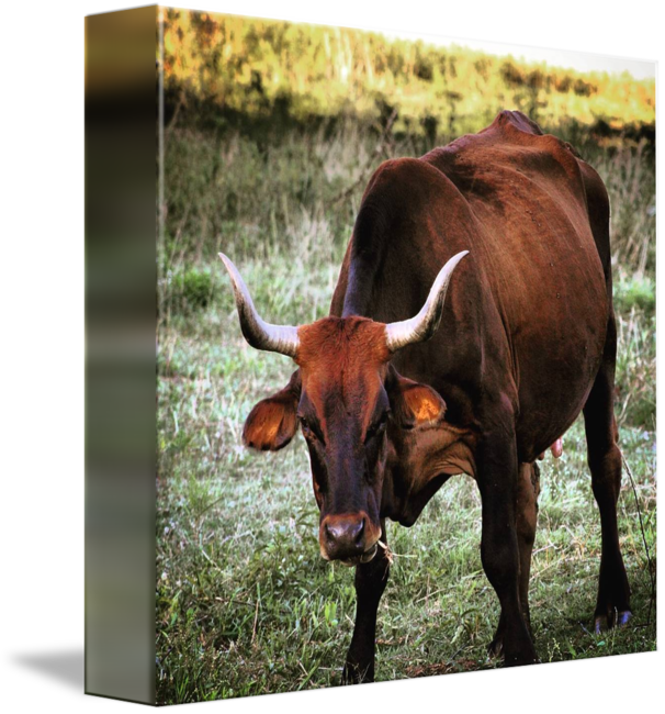 Texas Longhorn English Ox - Bull (606x650), Png Download