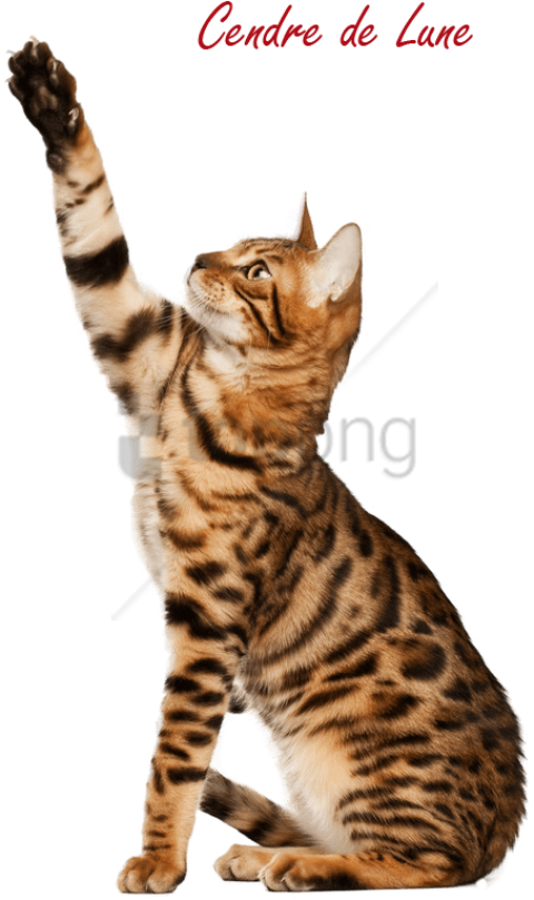 Free Png Download Bengal Cat Pro Png Images Background - Cute Short Hair Cat Breed (480x809), Png Download