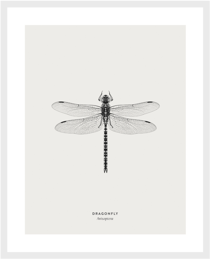 Dragonfly Framed Art Print - Net-winged Insects (1024x1024), Png Download