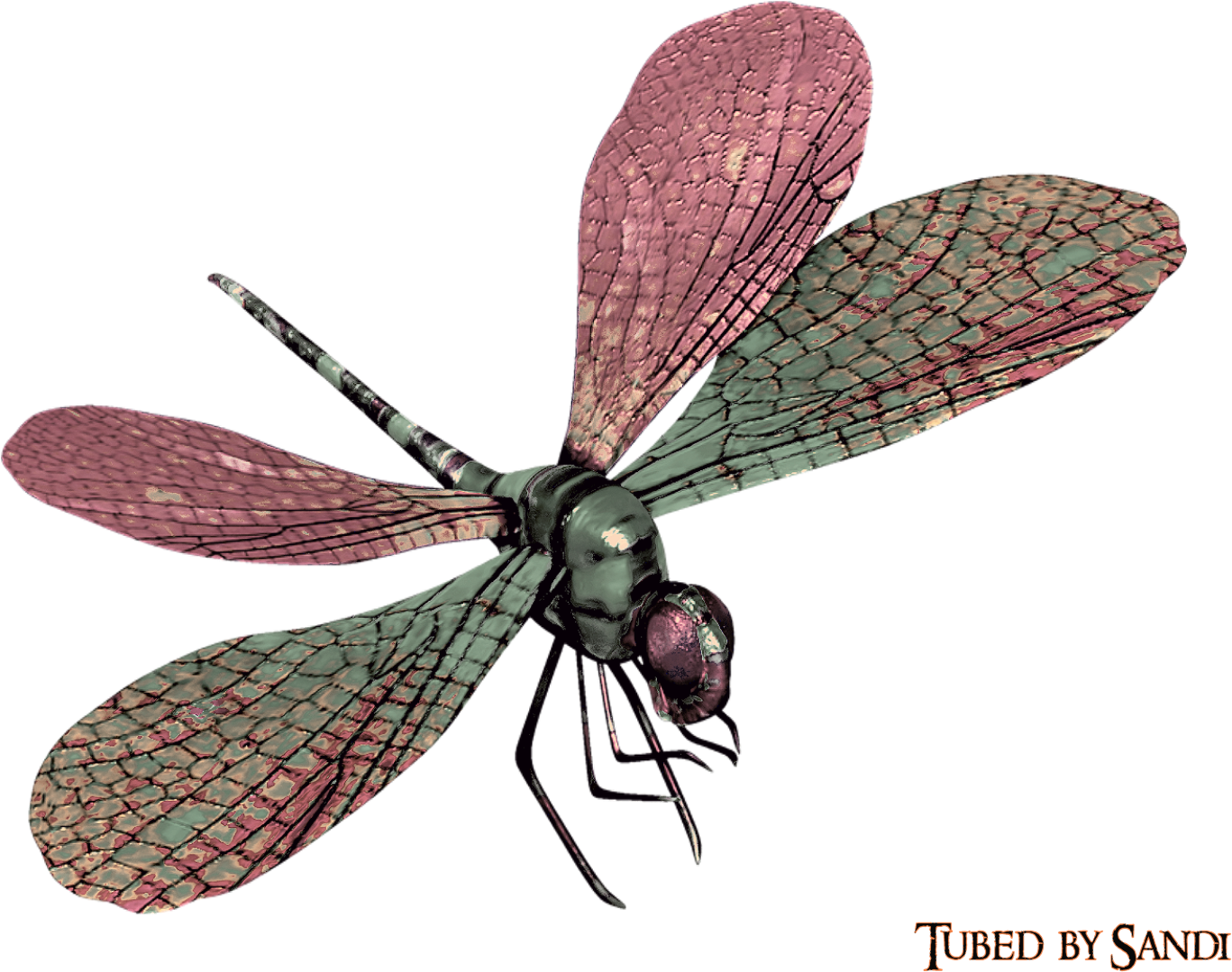 Download Net Winged Insects Png Image With No Background Pngkey Com