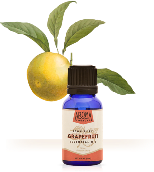 Fruit (559x600), Png Download