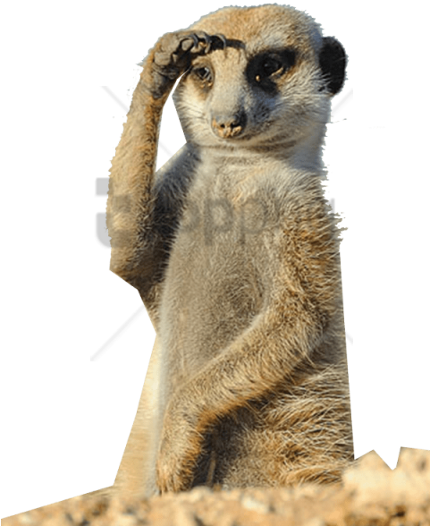 Free Png Suricato Png Image With Transparent Background - Funny Animals (480x676), Png Download