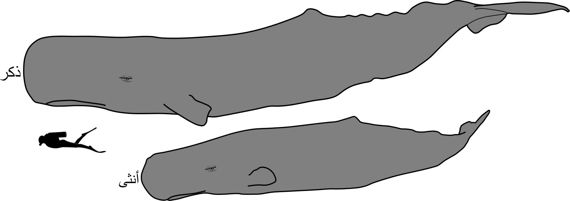 Sperm Whale Male And Female Size-ar - Sperm Whale Male And Female (1869x660), Png Download